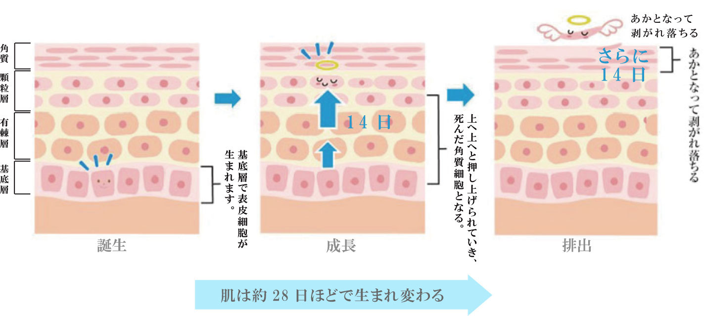 肌は約28日ほどで生まれ変わる