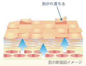 肌の断面図イメージ